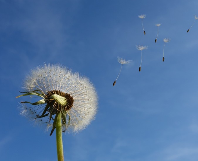 Dolore della perdita e l’elaborazione del lutto: come affrontarla